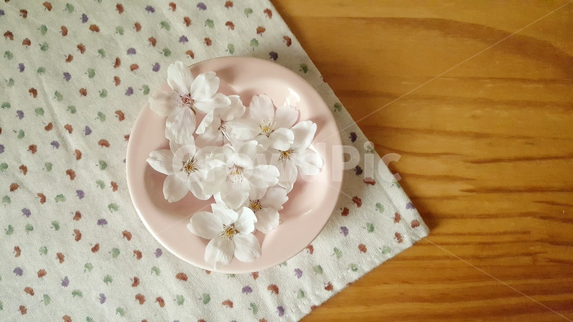 벚꽃,꽃송이,꽃잎,식물,꽃그릇,봄,cherryblossom,flower