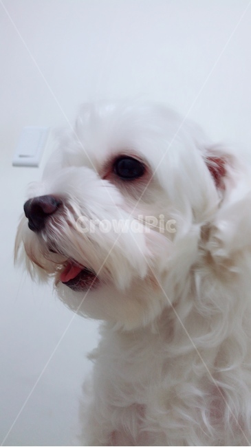 말티즈,강아지,개,동물,흰강아지,멍,댕댕이,동물,animal,포유류,mammal,개,강아지,dog,doggy