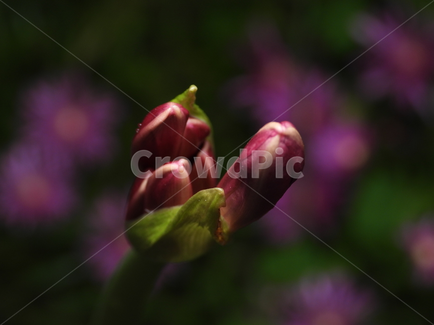 상사화,꽃,꽃잎,자연,식물,식물,자연,plants,nature,꽃,flower