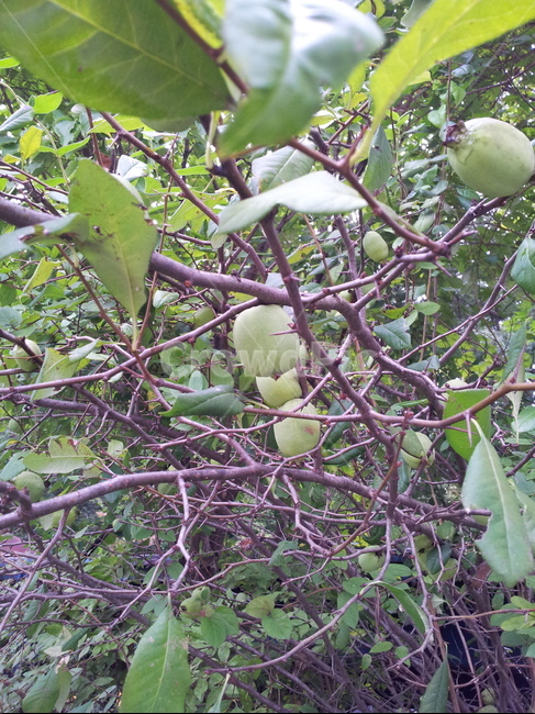 plant,식물,fruit,과일,food,음식,produce,생산액,과일,열매,fruit