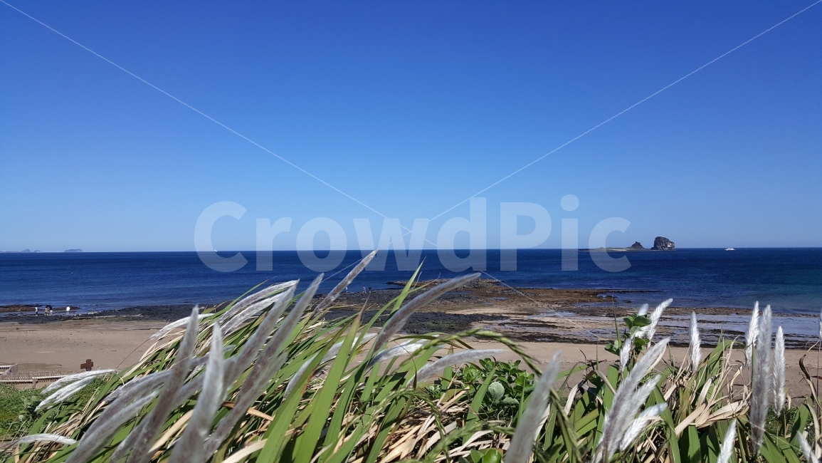 제주바다,형제섬,갈대,바람,푸른바다,자연,풍경,nature,landscape,식물,plants,해변,바다,beach,sea,plant,agavaceae,용설란