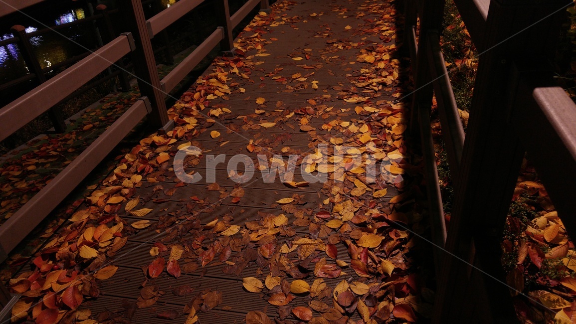 가을,낙엽,분위기,산책,계절,나뭇잎,가을,계절,fall,autumn,season,leaf,잎,plant,식물,handrail,난간,banister