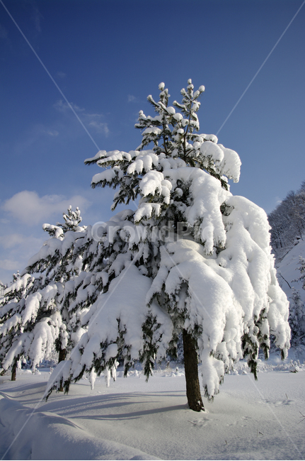 겨울,눈,설경,풍경,나무,겨울,계절,winter,season