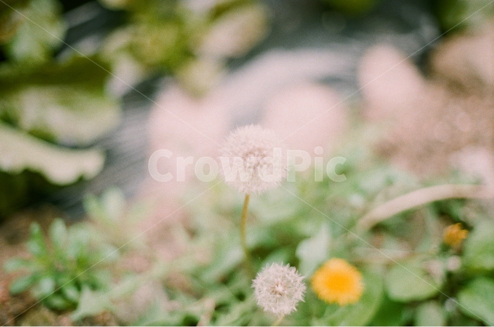 민들레,홀씨,꽃씨,봄,여름,꽃,생명,씨앗,풍경,살아있는,필름사진,아날로그,풀,잎사귀,식물,자연,plants,nature,꽃,flower,감성,sensible,feeling