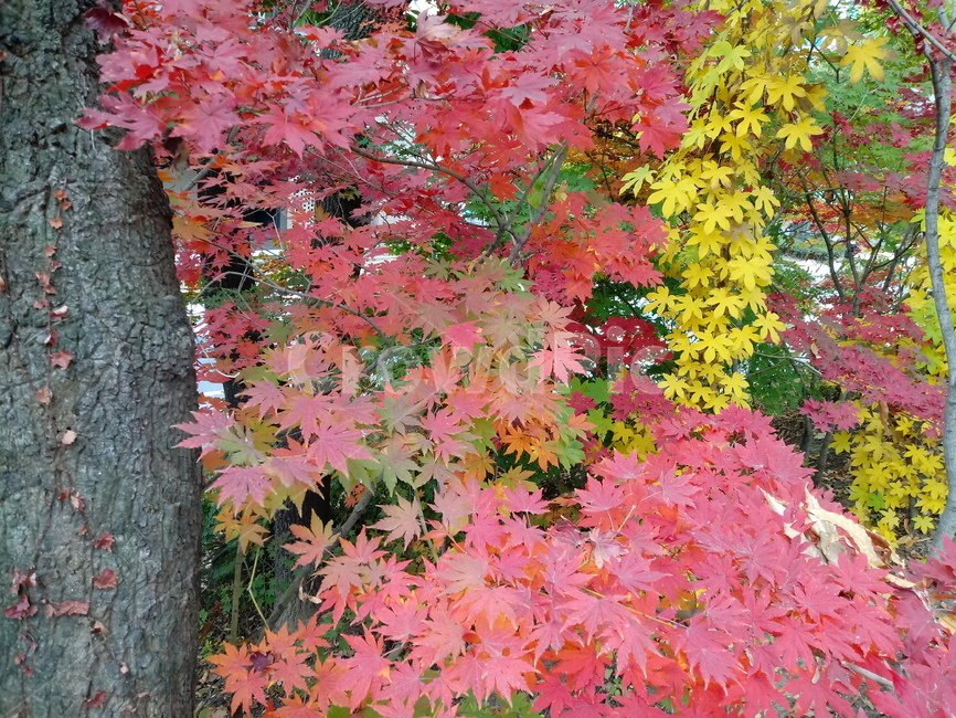 단풍,단풍잎,단풍나무,가을,leaf,잎,plant,식물,tree,나무,계절,fallautumnseason,outdoors,옥외,자연풍경,naturelandscape,낙엽,가을,계절,fall,autumn,season,식물,자연,plants,nature,maple