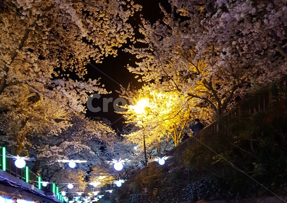 밤,벛꽃,축제,군항제,로망스다리,봄,계절,spring,season,야경,밤,풍경,nightscape,night,landscape,plant,식물,tree,나무