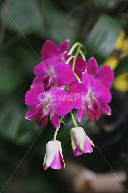 호접란,꽃사진,꽃,이슬,꽃이슬,식물,자연,plants,nature,꽃,flower