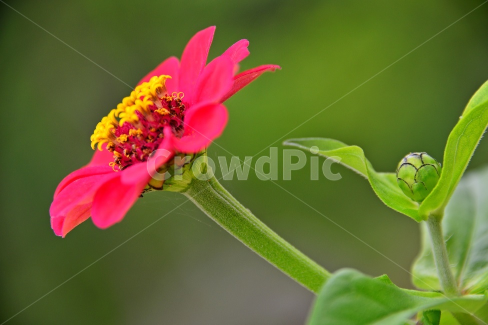 plant,식물,백일초,백일홍,꽃,꽃잎,백일홍꽃