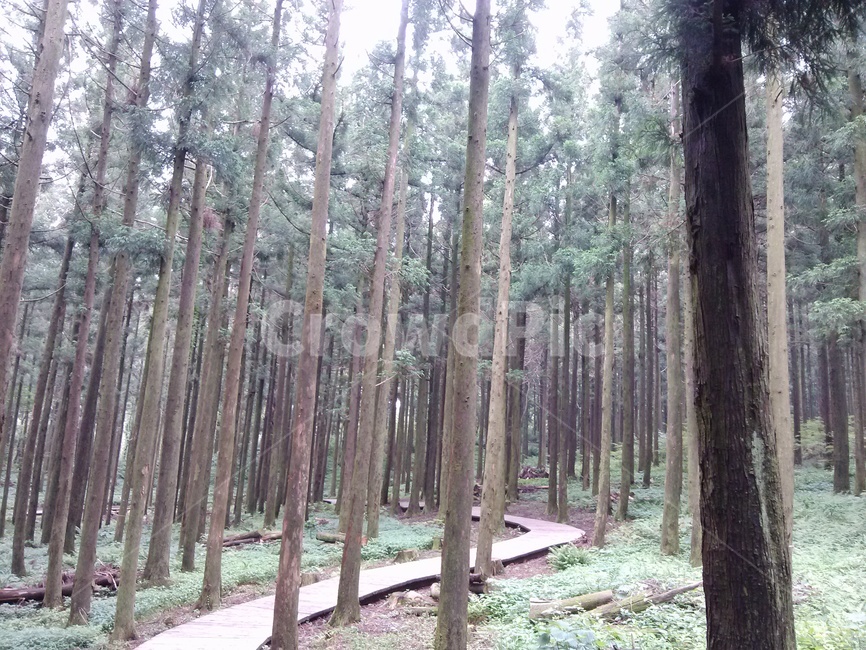 제주도,삼나무,절물자연휴양림,숲,자연,forest,제주휴양림,jeju,자연,풍경,nature,landscape,식물,plants,나무,trees,wood,tree,plant
