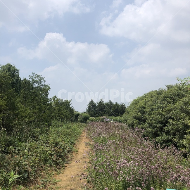 길,자연,하늘,보라색꽃,꽃