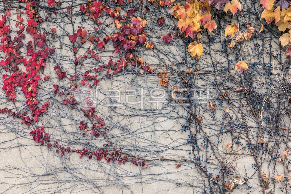 Autumn feeling,Autumn sensibility,plant,autumn,Emotion,wall