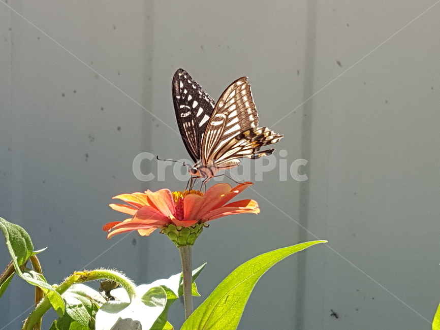나비,insect,butterfly,animal,plant,꽃,곤충,벌레,insect,bug