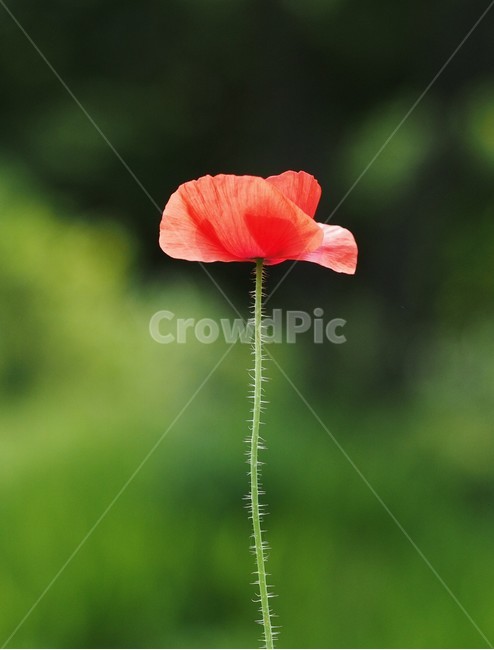 개양귀비,꽃,아름다운,식물,자연,한송이,봄,생화,flower,식물,자연,plants,nature,꽃,flower