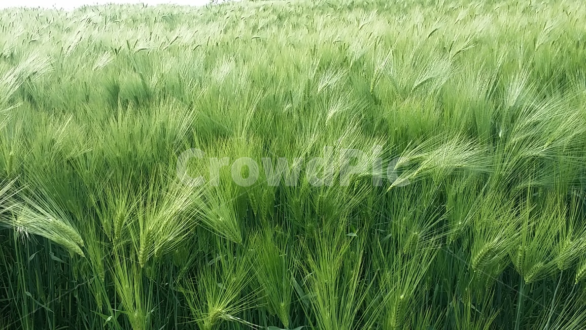 보리밭,보리,보리수,물결,파도,식물,자연,plants,nature