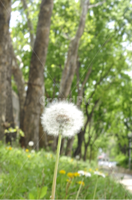 봄,감성,민들레,홀씨,식물,식물,자연,plants,nature