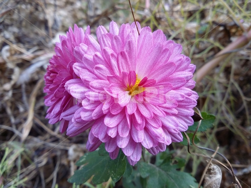 plant,식물,flower,꽃,자연,식물,자연,plants,nature,꽃,flower
