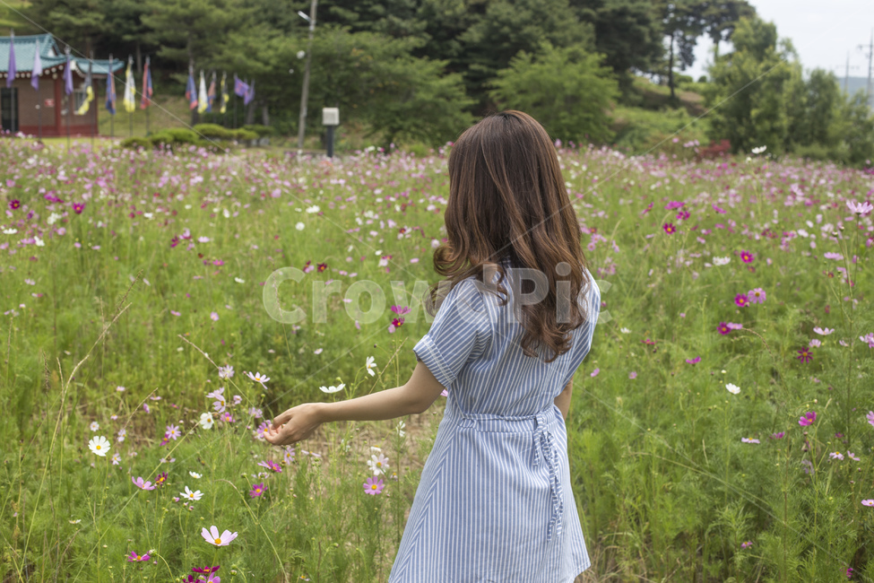 여자,여성,뒷모습,원피스,스트라이프,꽃,꽃밭,코스모스,가을,여성,여자,woman,female,lady