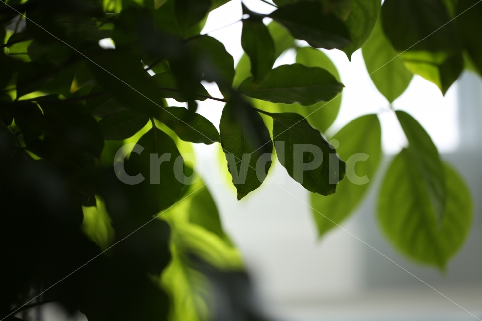 초록,잎사귀,싱그러운,봄,빛,fresh,green,spring,식물,자연,plants,nature
