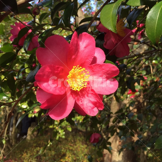 식물,꽃,flower,blossom,꽃잎,식물,자연,plants,nature,꽃,flower