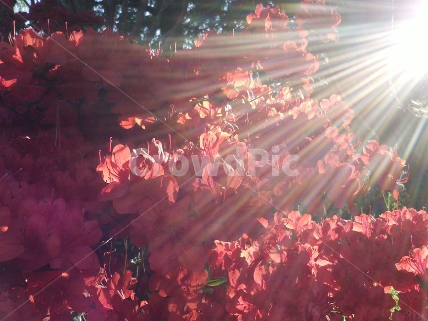 철쭉,진달래과,척촉화,산객,개꽃나무,낙엽떨기나무,관상용,식물,자연,plants,nature,꽃,flower