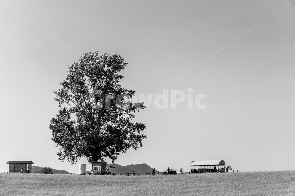 왕따나무,하늘,청보리,감성,추억,느티나무,역마차,휴식,휴가,자연,풍경,nature,landscape,식물,plants,나무,trees,wood,흑백,모노톤,monochrome,black and white,outdoors,옥외