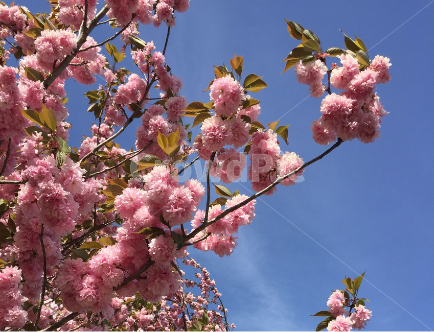 봄,꽃,꽃나무,식물,flower,자연,봄,계절,spring,season,식물,자연,plants,nature,꽃,flower,plant,blossom