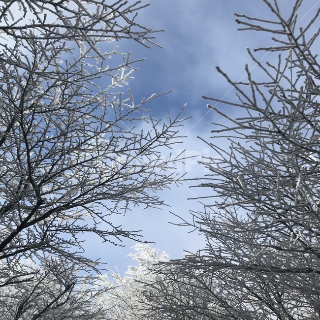 nature,자연,tree,나무,겨울나무