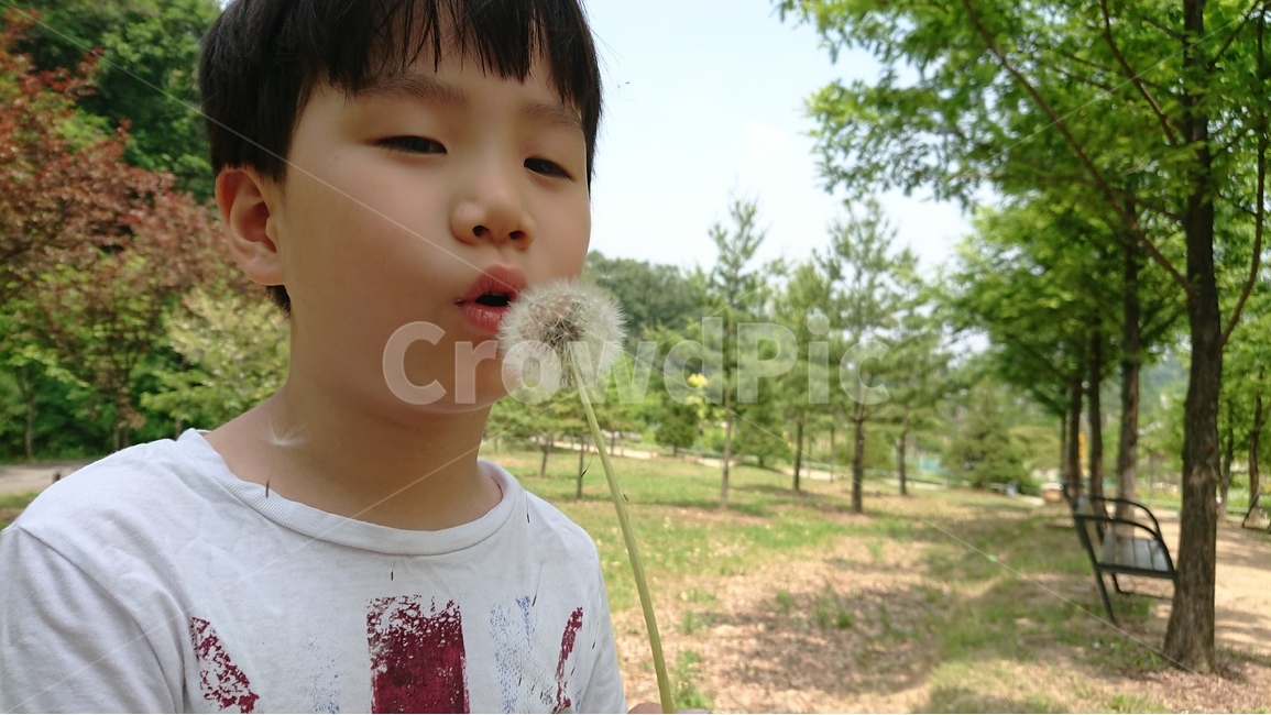 식물,풀,자연,풍경,민들레,민들레홀씨,아이,여름,식물,자연,plants,nature,꽃,flower,사람,인물,인간,human,person,어린이,어린아이,child,children,kid