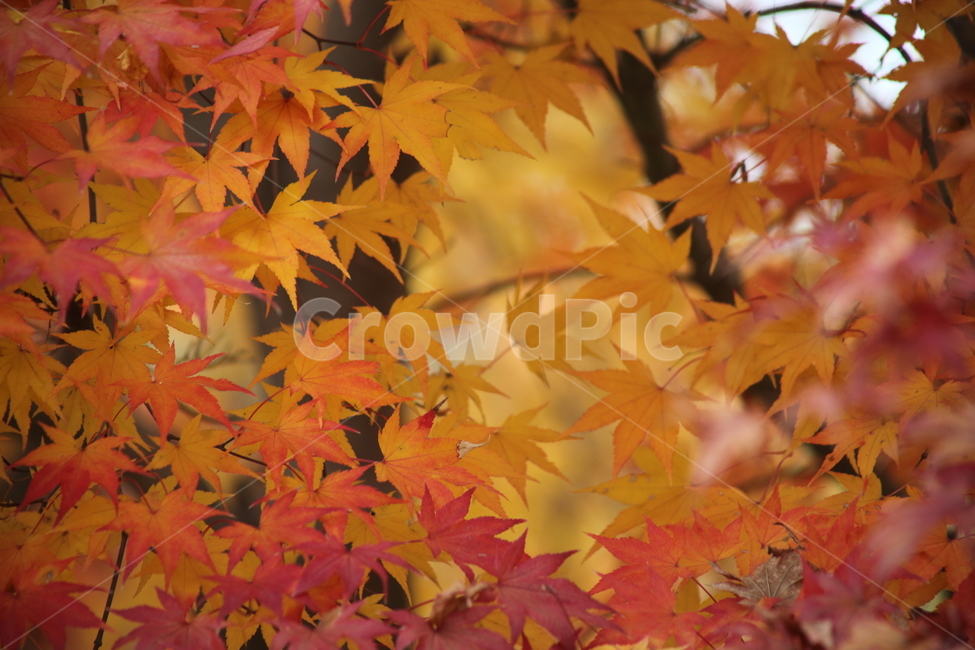 단풍,단풍나무,엽록소,가을,redleaves,가을,계절,fall,autumn,season,leaf,잎,plant,식물,tree,나무,maple,maple leaf,단풍잎