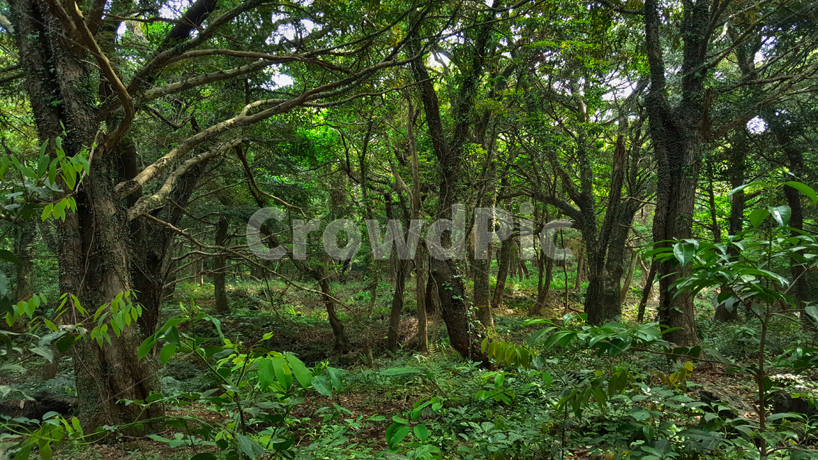 비자림,tree,나무,plant,식물,vegetation,초목,treetrunk,나무줄기,자연,숲,숲길,자연,풍경,nature,landscape,식물,plants,나무,trees,wood