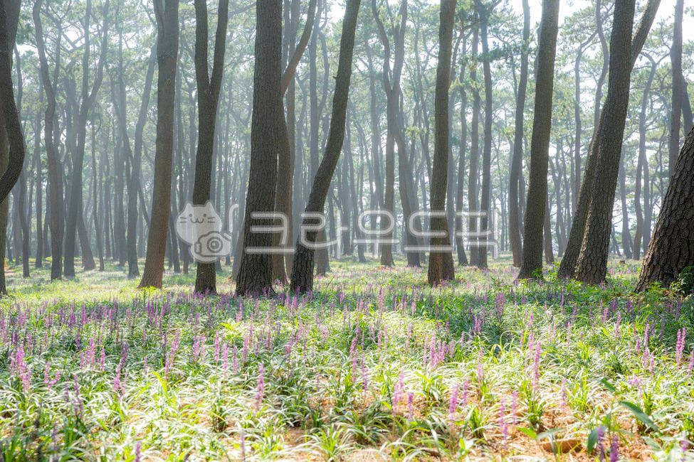 울산,대왕암공원,소나무숲,소나무,맥문동,여름풍경,대왕암