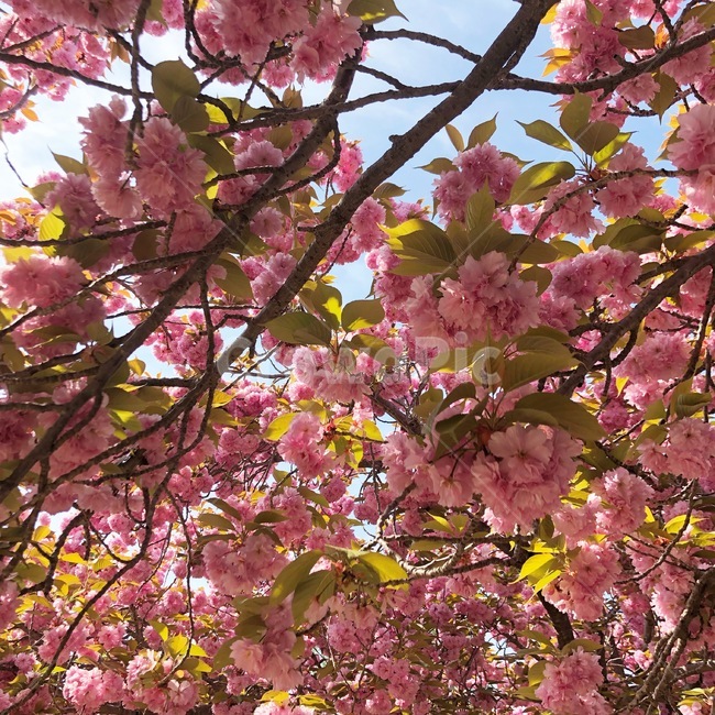 겹벚꽃,벚꽃,불국사,봄꽃,만개