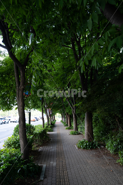 길,자연,초록,잔디,나무,공원,맑음,풍경,자연,풍경,nature,landscape,path,통로,outdoors,옥외,garden,정원,arbour,정자