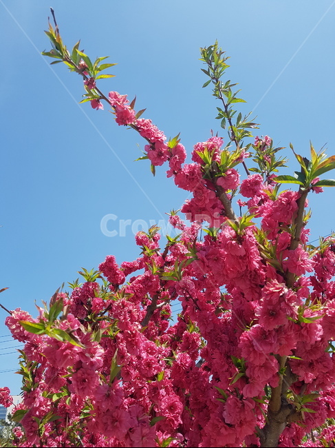 plant,식물,꽃,flower,하늘,sky