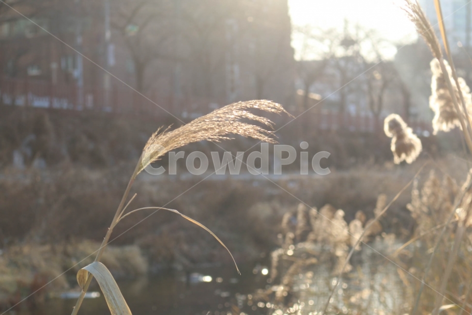 갈대,겨울,자연,풍경,아련,바람,식물,자연,plants,nature,휴식,힐링,rest,relaxation,healing