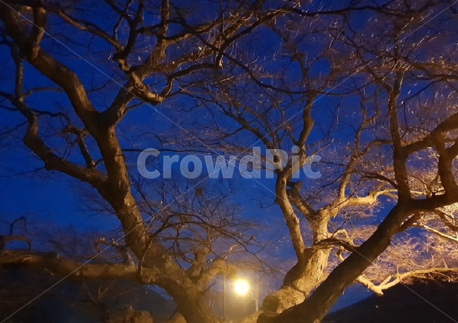 야경,달,나무,밤풍경,밤,식물,자연,plants,nature,나무,trees,wood
