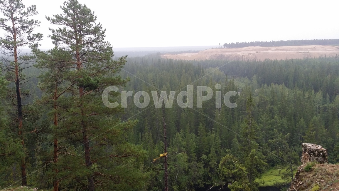 러시아,야쿠츠크,사하공화국,침엽수림,숲,russia,yakutsk,배경,자연,풍경,nature,landscape,해외,외국,세계,foreign,oversea,world,세계자연풍경,해외자연풍경,외국자연풍경,world nature landscape,plant,식물,tree,나무,abies,아비,fir,전나무,conifer,구과 식물