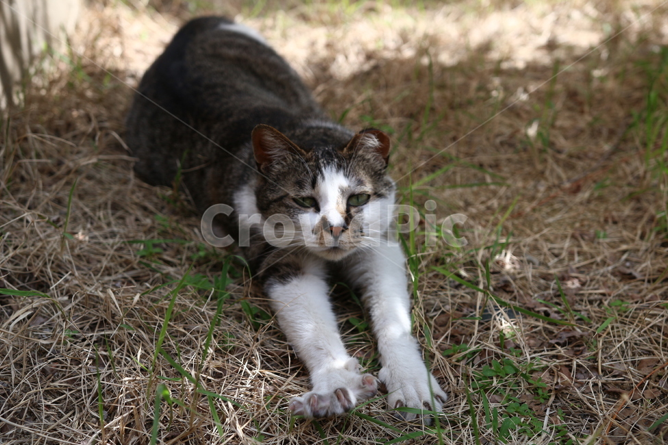 고양이,동물,길고양이,기지개,animals,cat,동물,animal,포유류,mammal,고양이,cat,kitten,kitty