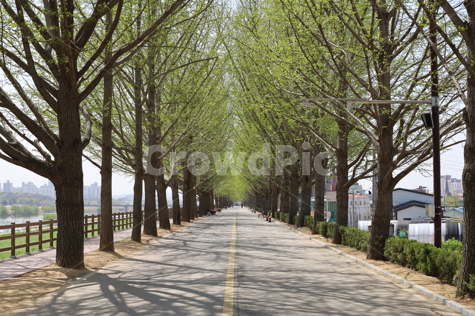 곡교천,자전거도로,직선도로,산책로,가로수,가로수길,넓은풍경,자전거길,산책도로,도로,길,드라이브,2차선도로