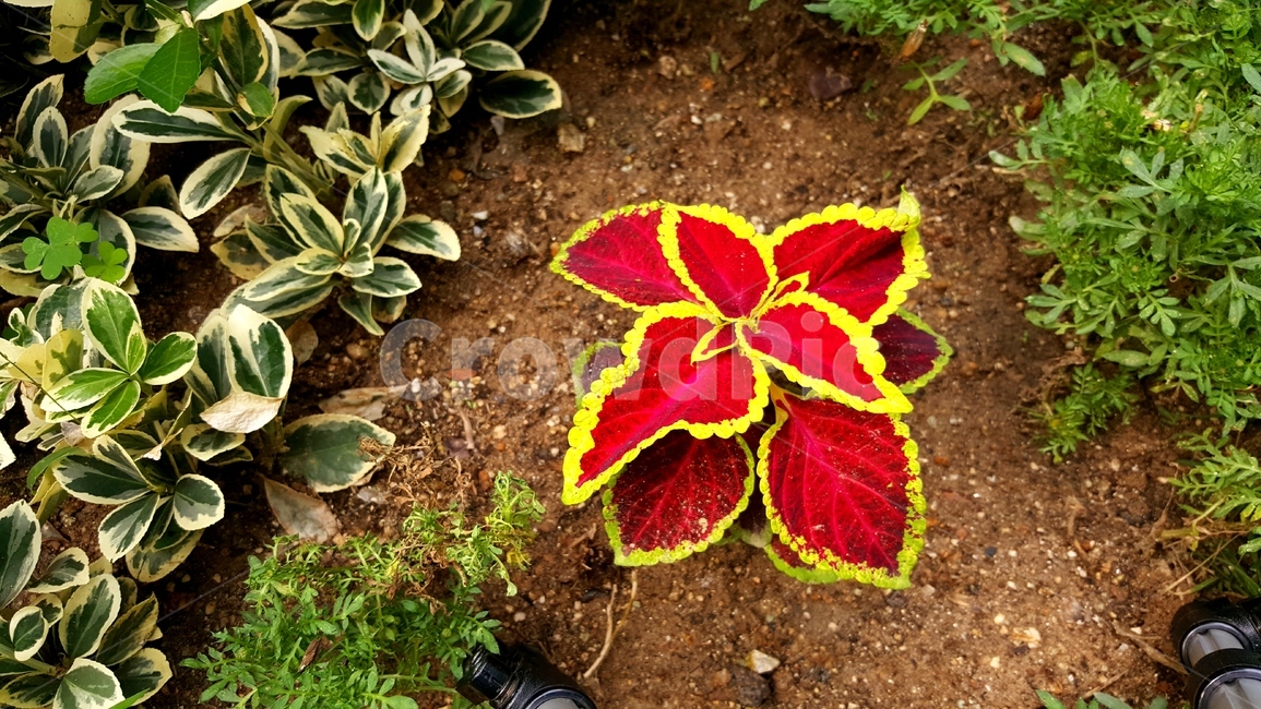 콜레우스,잎,coleusleaves,plant,식물,자연