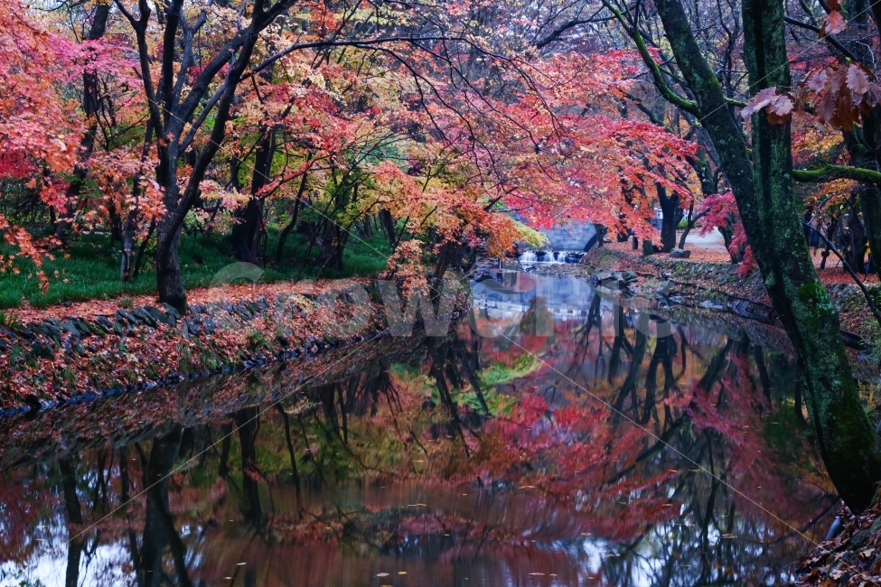 고창,선운사,도솔천,가을,반영,계곡,산사,만추,단풍,자연,풍경,nature,landscape,가을,계절,fall,autumn,season,plant,식물,tree,나무