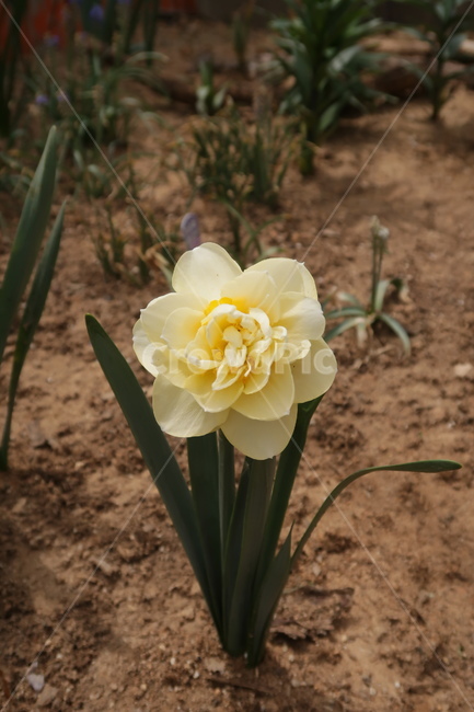 식물,꽃,수선화,노랑,구근식물,자연,식물,자연,plants,nature,꽃,flower