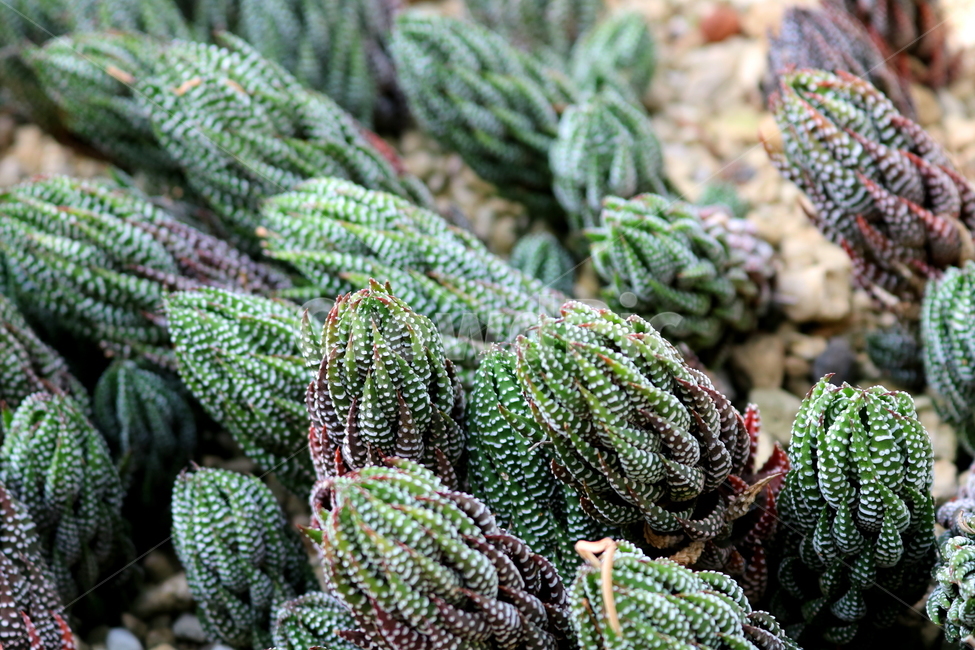 선인장,십이지권,다육식물,식물,자연,식물,자연,plants,nature