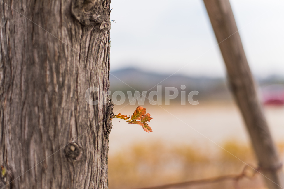 leaf,잎,plant,식물,tree,나무,treetrunk,나무줄기,가을,감성,옥외,식물,자연,plants,nature,나무,trees,wood