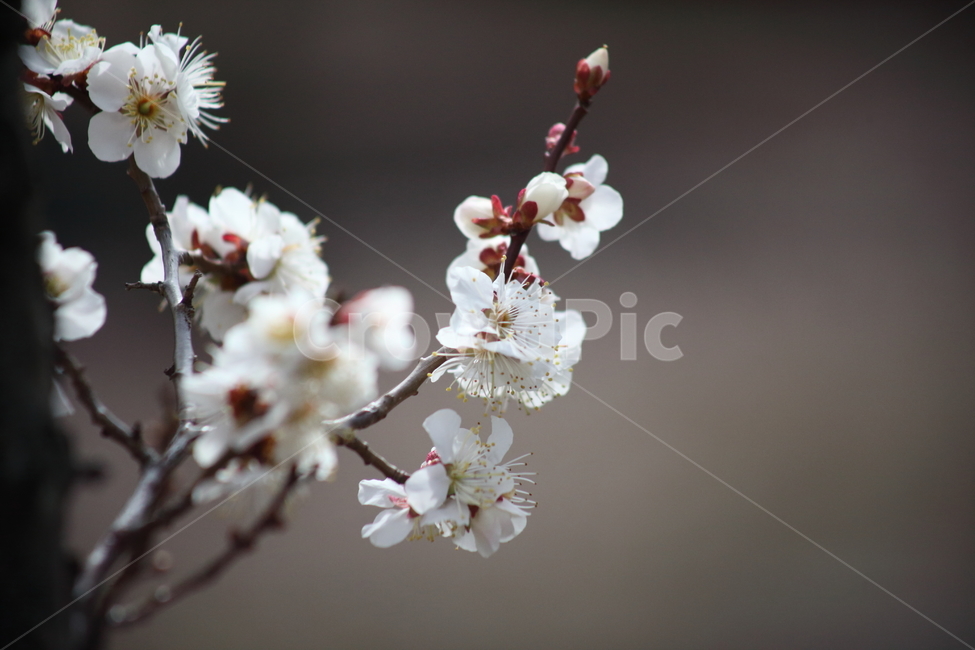 plant,식물,flower,꽃,매화,Prunusmume,식물,자연,plants,nature,꽃,flower