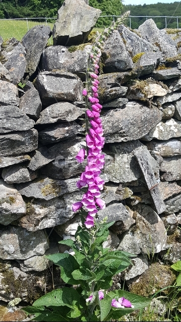 꽃,종모양꽃,영국꽃,디기탈리스,특이한꽃,식물,자연,plants,nature,꽃,flower