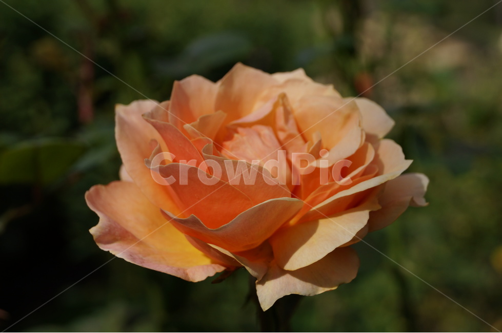 장미,로즈,rose,식물,꽃,flower,살구색,살구색장미,식물,자연,plants,nature,꽃,flower