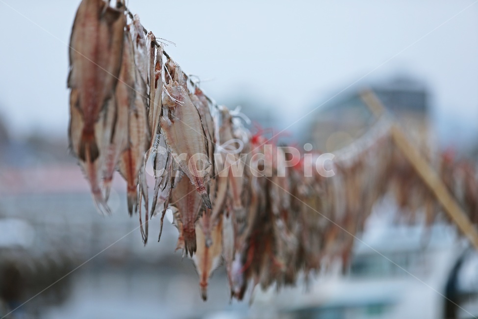 남애항,생선,바다,건조,자연,어업,수산물,해산물,fishery products,seafood,어업,fishery,fishing industry