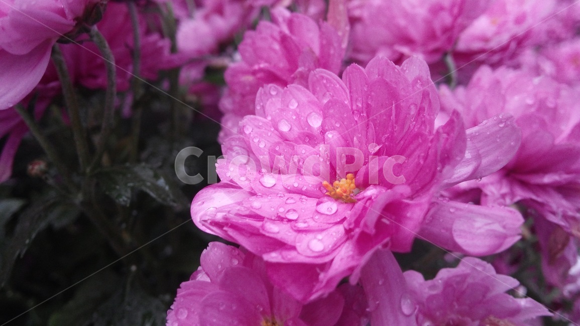 꽃,flower,분홍빛,빗방울,소나기,이슬,식물,자연,plants,nature,꽃,flower
