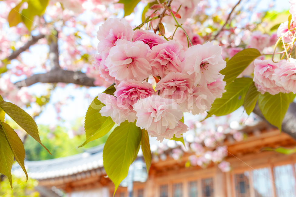 벚꽃,겹벚꽃,꽃,봄,개심사,flower,감성,자연,식물,나무,핑크,봄,계절,spring,season,식물,자연,plants,nature,꽃,flower,plant,blossom,cherry blossom